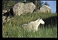 10076-00106-Mountain Goat, Oreamnos americanus.jpg