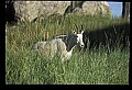 10076-00107-Mountain Goat, Oreamnos americanus.jpg