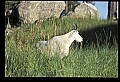 10076-00108-Mountain Goat, Oreamnos americanus.jpg