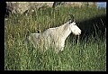 10076-00109-Mountain Goat, Oreamnos americanus.jpg