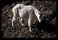 10076-00110-Mountain Goat, Oreamnos americanus.jpg