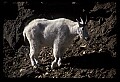 10076-00111-Mountain Goat, Oreamnos americanus.jpg