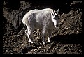 10076-00113-Mountain Goat, Oreamnos americanus.jpg