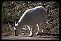 10076-00114-Mountain Goat, Oreamnos americanus.jpg