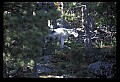 10076-00115-Mountain Goat, Oreamnos americanus.jpg