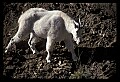 10076-00118-Mountain Goat, Oreamnos americanus.jpg