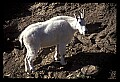 10076-00120-Mountain Goat, Oreamnos americanus.jpg