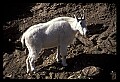 10076-00121-Mountain Goat, Oreamnos americanus.jpg