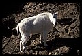 10076-00122-Mountain Goat, Oreamnos americanus.jpg