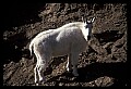 10076-00123-Mountain Goat, Oreamnos americanus.jpg