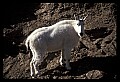 10076-00124-Mountain Goat, Oreamnos americanus.jpg