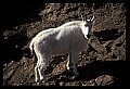 10076-00125-Mountain Goat, Oreamnos americanus.jpg