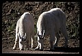 10076-00126-Mountain Goat, Oreamnos americanus.jpg