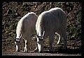 10076-00127-Mountain Goat, Oreamnos americanus.jpg