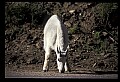 10076-00128-Mountain Goat, Oreamnos americanus.jpg