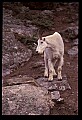 10076-00129-Mountain Goat, Oreamnos americanus.jpg