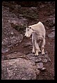 10076-00130-Mountain Goat, Oreamnos americanus.jpg