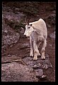 10076-00131-Mountain Goat, Oreamnos americanus.jpg
