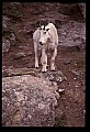 10076-00132-Mountain Goat, Oreamnos americanus.jpg