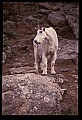 10076-00133-Mountain Goat, Oreamnos americanus.jpg