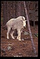 10076-00134-Mountain Goat, Oreamnos americanus.jpg