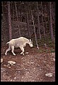 10076-00135-Mountain Goat, Oreamnos americanus.jpg