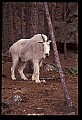 10076-00136-Mountain Goat, Oreamnos americanus.jpg