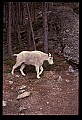 10076-00138-Mountain Goat, Oreamnos americanus.jpg
