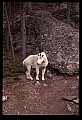 10076-00140-Mountain Goat, Oreamnos americanus.jpg