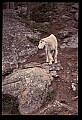 10076-00141-Mountain Goat, Oreamnos americanus.jpg