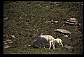 10076-00144-Mountain Goat, Oreamnos americanus.jpg