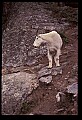 10076-00146-Mountain Goat, Oreamnos americanus.jpg