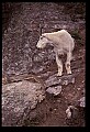 10076-00147-Mountain Goat, Oreamnos americanus.jpg
