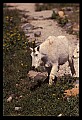 10076-00149-Mountain Goat, Oreamnos americanus.jpg