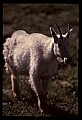 10076-00150-Mountain Goat, Oreamnos americanus.jpg