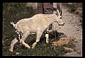 10076-00152-Mountain Goat, Oreamnos americanus.jpg