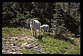10076-00153-Mountain Goat, Oreamnos americanus.jpg