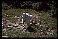 10076-00154-Mountain Goat, Oreamnos americanus.jpg