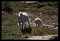 10076-00156-Mountain Goat, Oreamnos americanus.jpg