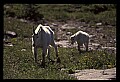 10076-00157-Mountain Goat, Oreamnos americanus.jpg