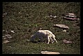 10076-00158-Mountain Goat, Oreamnos americanus.jpg