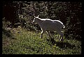 10076-00159-Mountain Goat, Oreamnos americanus.jpg