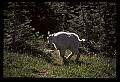 10076-00160-Mountain Goat, Oreamnos americanus.jpg
