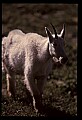 10076-00161-Mountain Goat, Oreamnos americanus.jpg