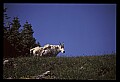 10076-00164-Mountain Goat, Oreamnos americanus.jpg