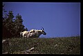 10076-00165-Mountain Goat, Oreamnos americanus.jpg