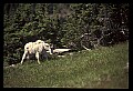10076-00166-Mountain Goat, Oreamnos americanus.jpg