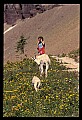 10076-00168-Mountain Goat, Oreamnos americanus.jpg