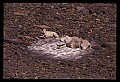 10076-00172-Mountain Goat, Oreamnos americanus.jpg