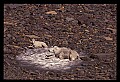 10076-00173-Mountain Goat, Oreamnos americanus.jpg